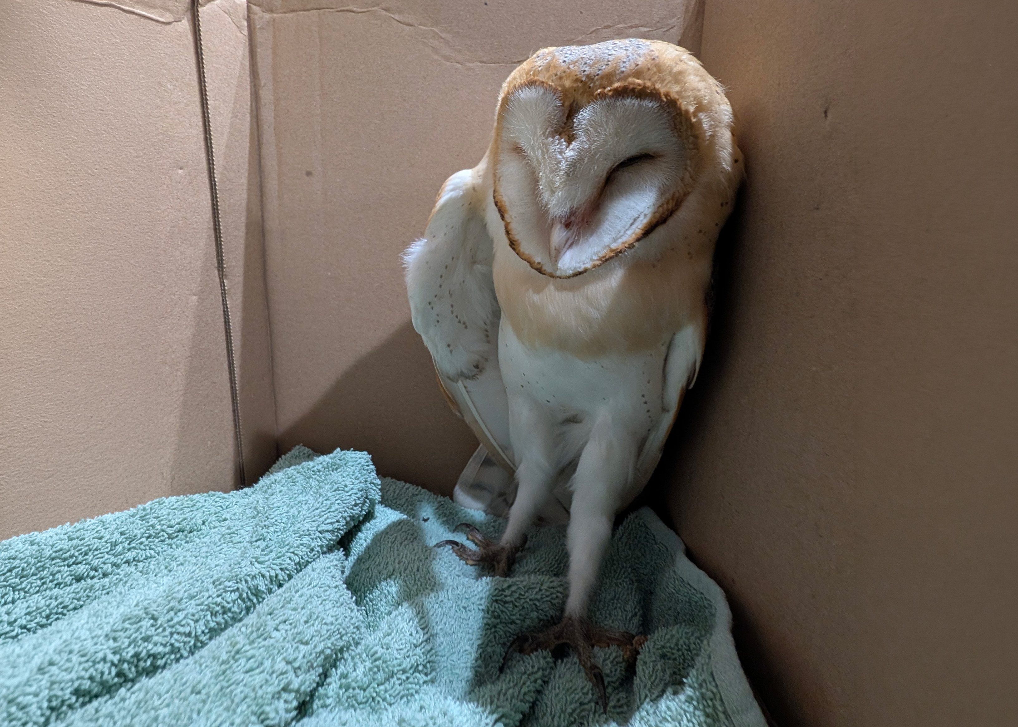Injured Barn Owl